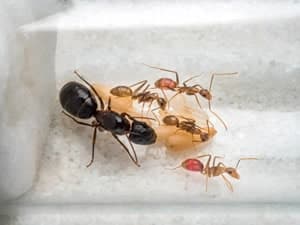 O que posso fazer para acabar com as formigas?